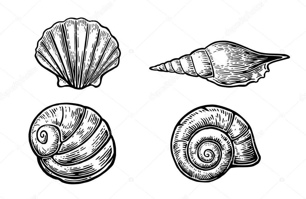 Sea shell. Set black engraving vintage illustrations. Isolated on white background