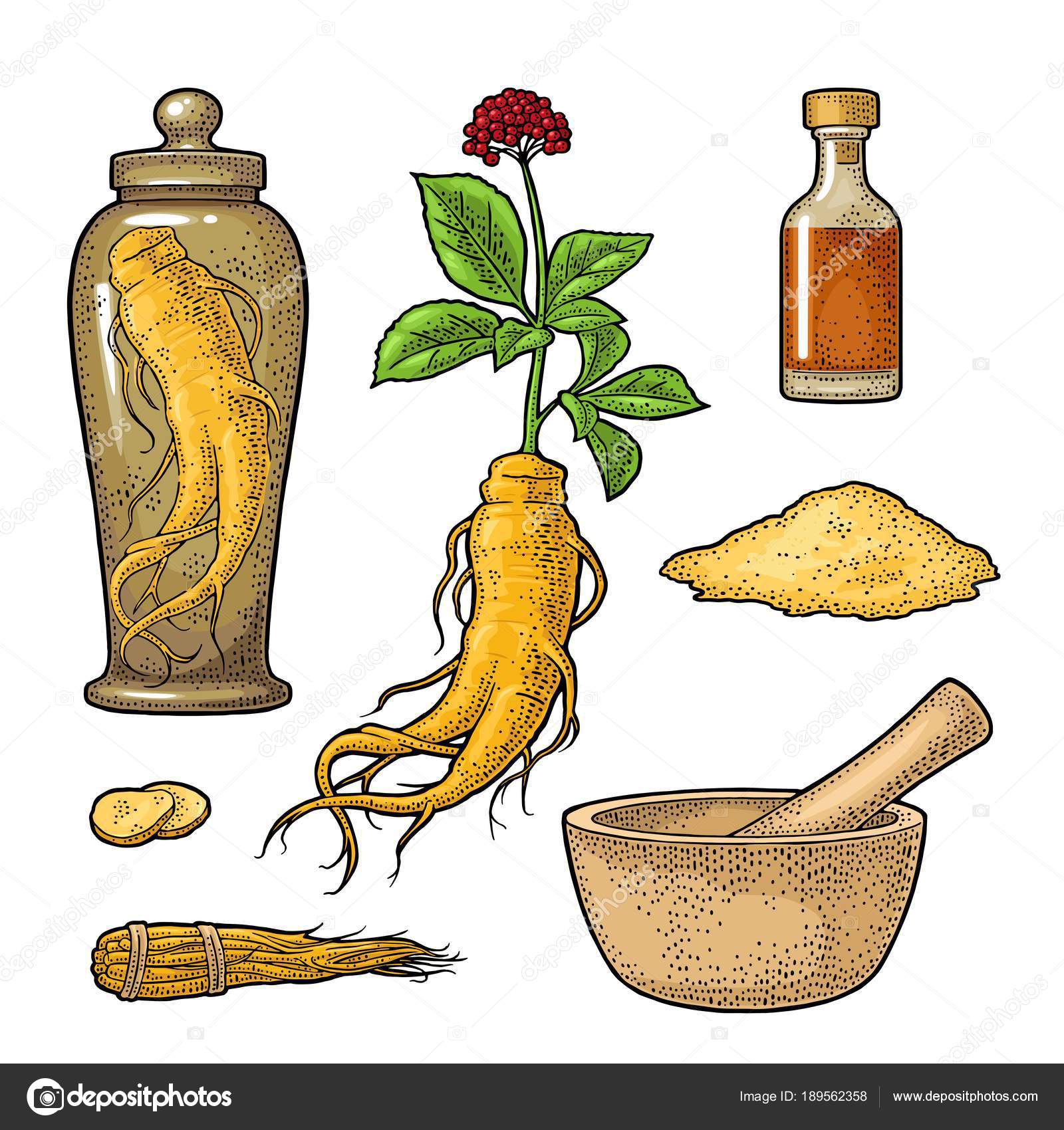 We use the ginseng root for medicinal purposes We use the ginseng root for medicinal purposes