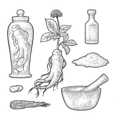 Panax ginseng kök ve yaprakları. Vektör oyma çizim