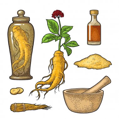Panax ginseng kök ve yaprakları. Vektör oyma siyah çizim
