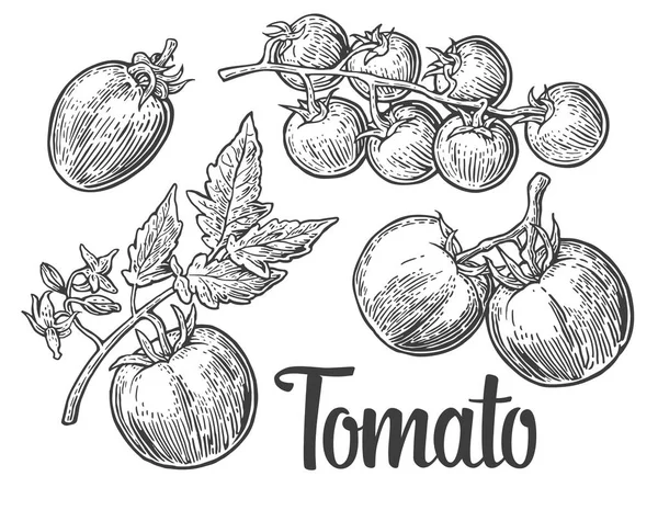 Set de tomates dibujados a mano aislados sobre fondo blanco. Ilustración grabada aislada de tomate, mitad y rebanada . — Vector de stock