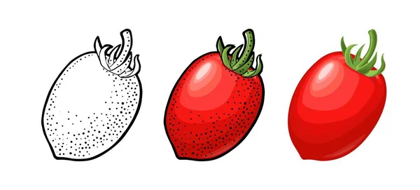 Tomate oval inteiro. Ilustração gravada em vetor e plana isolada sobre branco —  Vetores de Stock