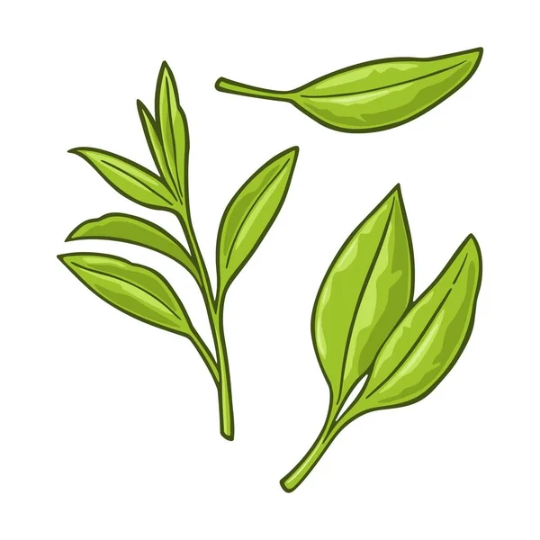 Branche de thé avec feuilles. Gravure vectorielle vintage — Image vectorielle