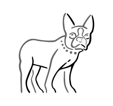 köpek beyaz arkaplanda izole edildi.