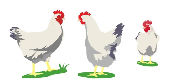 Kyckling. Vektor platt illustration isolerade på vit — Stock vektor