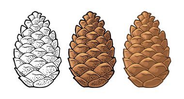 Çam kozalağı. Beyaz üzerine izole edilmiş vektör vintage renk düz illüstrasyon