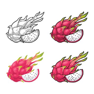 Dragon fruit whole and slice. Vector vintage engraving and flat color