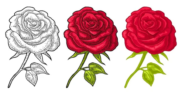Квітка троянди з листям. Кольорова гравюра старовинна ілюстрація на білому — стоковий вектор