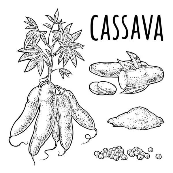 Kassava maniok växter med blad och knölar. Vektor vintage gravyr — Stock vektor