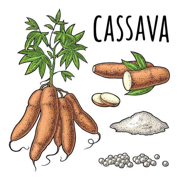 Cassava maniókanövények levelekkel és gumóval. Vektor évjárat metszet — Stock Vector