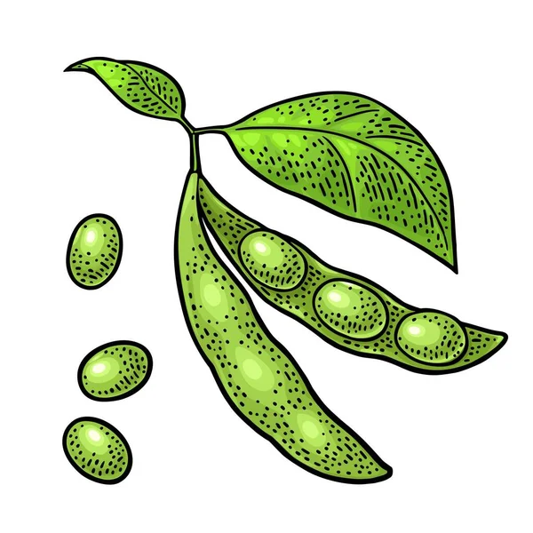 Vaina de soja cerrar y abrir con hojas y semillas. Color vectorial grabado vintage — Archivo Imágenes Vectoriales