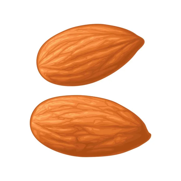Dua kacang almond tanpa cangkang. Ikon realistis warna vektor. - Stok Vektor