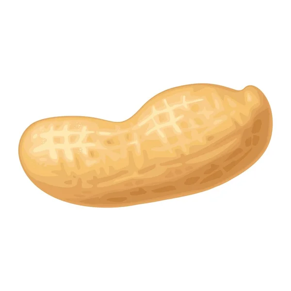 Closeup Amendoim Com Casca Ilustração Realista Cor Vetorial Isolado Sobre —  Vetores de Stock