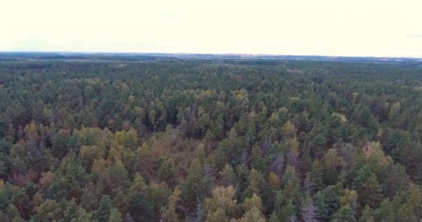 Paisaje natural salvaje, entorno natural, plano aéreo de bosque — Vídeos de Stock