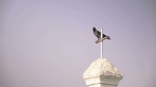 坐在十字架上的黑乌鸦 — 图库视频影像