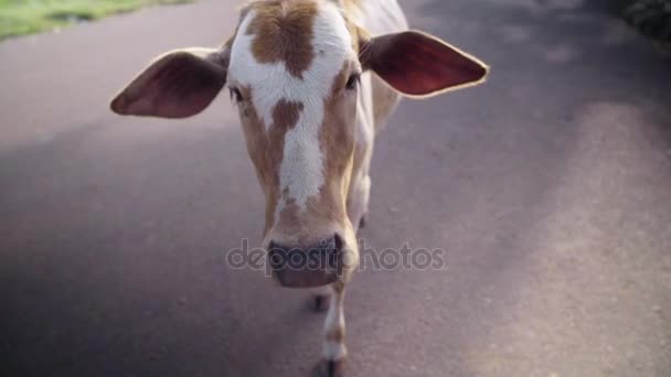 Крупный план коричневой коровы — стоковое видео