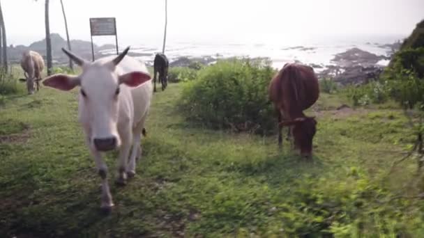 Vacas pastando en el prado . — Vídeo de stock