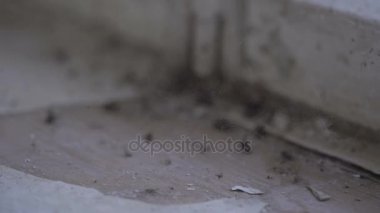 pencere pervazı ölü sinek