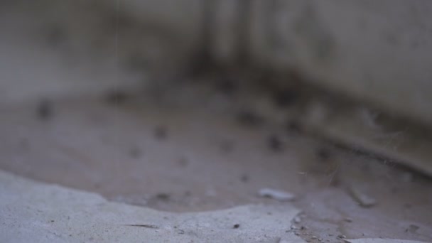 La captura de araña volar en la red de embudo — Vídeo de stock