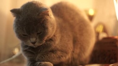 Mavi İngiliz kedi evde yatıyor