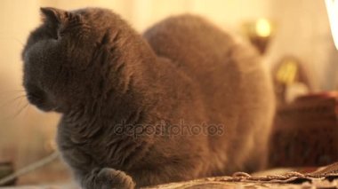 İngiliz kedi bir kanepe ve kameraya bakarak oturur.