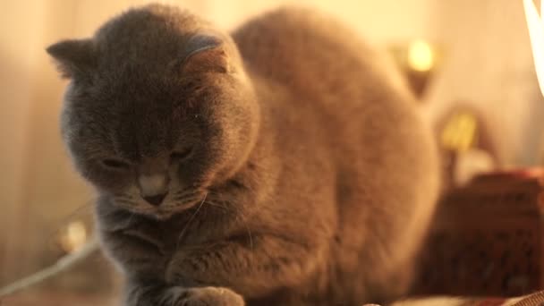 Blå brittiska katt är liggande hemma — Stockvideo