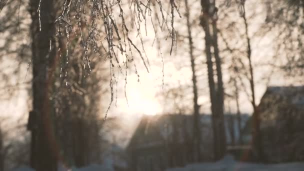 Massor av snö och kraftig vind väcker träden — Stockvideo