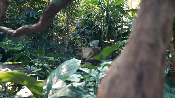 Dinosaurus in de jungle — Stockvideo