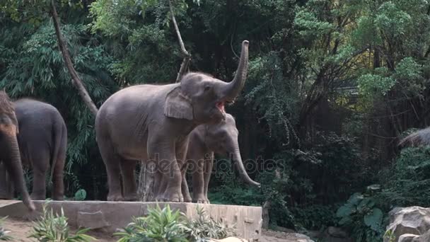 No zoológico aberto, as pessoas alimentam elefantes bananas e maçã. — Vídeo de Stock