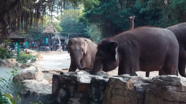 éléphants boire de l'eau et jouer 