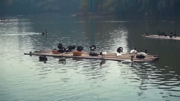 Лебідь сім'ї на воду в прекрасний зелений парк для сімейного відпочинку. — стокове відео