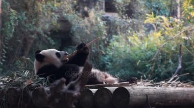 Yavru panda bambu yemek ayı