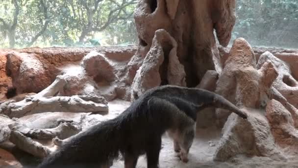 Муравьед в зоопарке — стоковое видео