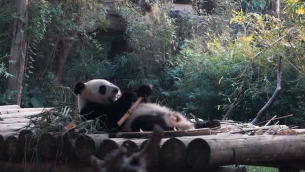 Baby panda bear jíst bambus