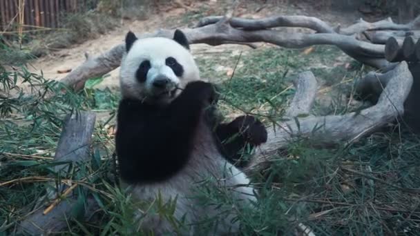 Giant panda bear eating bamboo — Stock Video