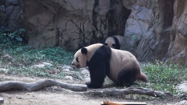 Panda bear pooping — Stock video