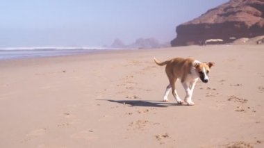 sahilde kum üzerinde yürüyen köpek yavrusu