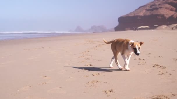 Filhote de cachorro andando na areia na praia — Vídeo de Stock