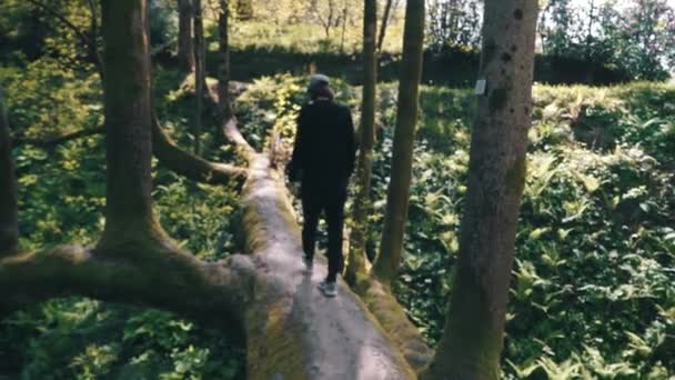 Turista cruza el río de montaña a lo largo de un árbol caído. El viajero se pega caminando por el puente en el bosque. Aventuras y turismo extremo . — Vídeos de Stock