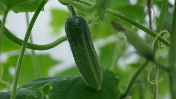 キュウリは太陽の下で茂みに成長します。オープンフィールドで育った新鮮なキュウリ。キュウリの植え付け. — ストック写真