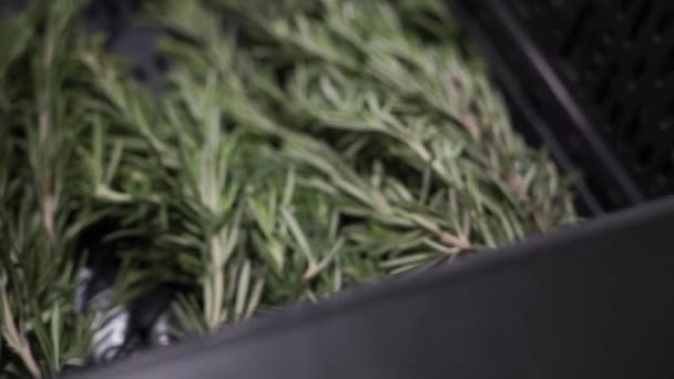 Freshly picked Rosemary herbs from garden. organic. Rotating — Stock Video