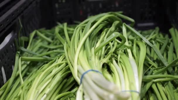 Bouquet d'oignons verts frais tournant en gros plan . — Video