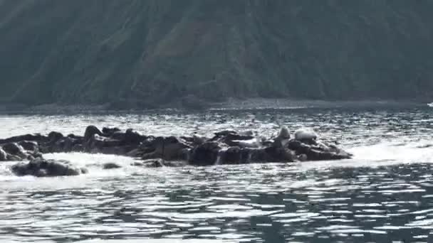 Fauna selvatica. Colonia di leoni marini. Molti sigilli, sigillo di pelliccia — Video Stock