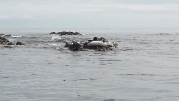 Vahşi yaşam. Deniz Aslanı Kolonisi. Bir sürü mühür, kürk mühürü — Stok video