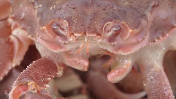 Primer plano de los cangrejos rojos frescos capturados en el barco de pesca, Full HD shot — Vídeo de stock