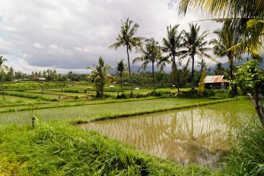 Pirinç tarlası hindistan cevizi ağaçları su yansıtıyor Bali, Endonezya