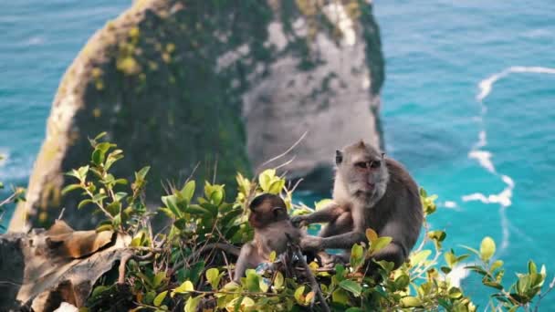 Un mono salvaje se sienta en la montaña Kelingking Beach en la isla de Nusa Penida en el fondo. Animales balineses cerca de Bali, Indonesia. Vista desde un alto acantilado sobre la arena blanca — Vídeos de Stock
