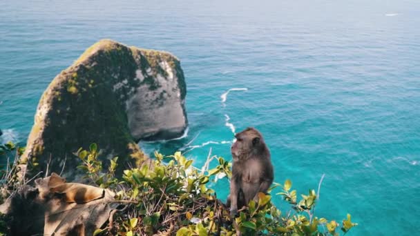 Arka plandaki Nusa Penida adasındaki Kelingking Sahili 'nde vahşi bir maymun oturuyor. Bali, Endonezya yakınlarındaki Balili hayvanlar. Beyaz kumdaki yüksek uçurumdan bak. — Stok video