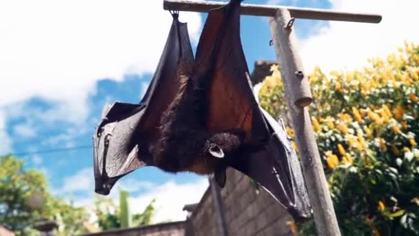 Gran zorro volador Pteropus vampiro cuelga de una rama. enorme murciélago de Asia — Vídeos de Stock