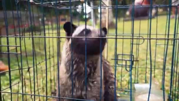 Opossum pris dans un piège dans un quartier de banlieue par des agents de lutte antiparasitaire — Video
